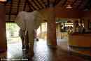 Elephants Never Forget - Especially When It Involves Yummy Mangoes!